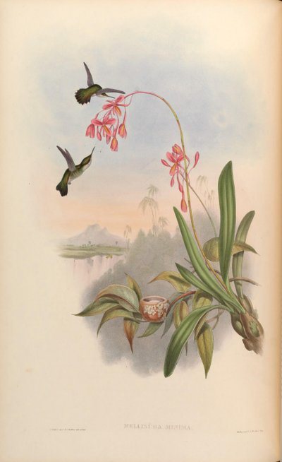 Mellisuga minima by John Gould